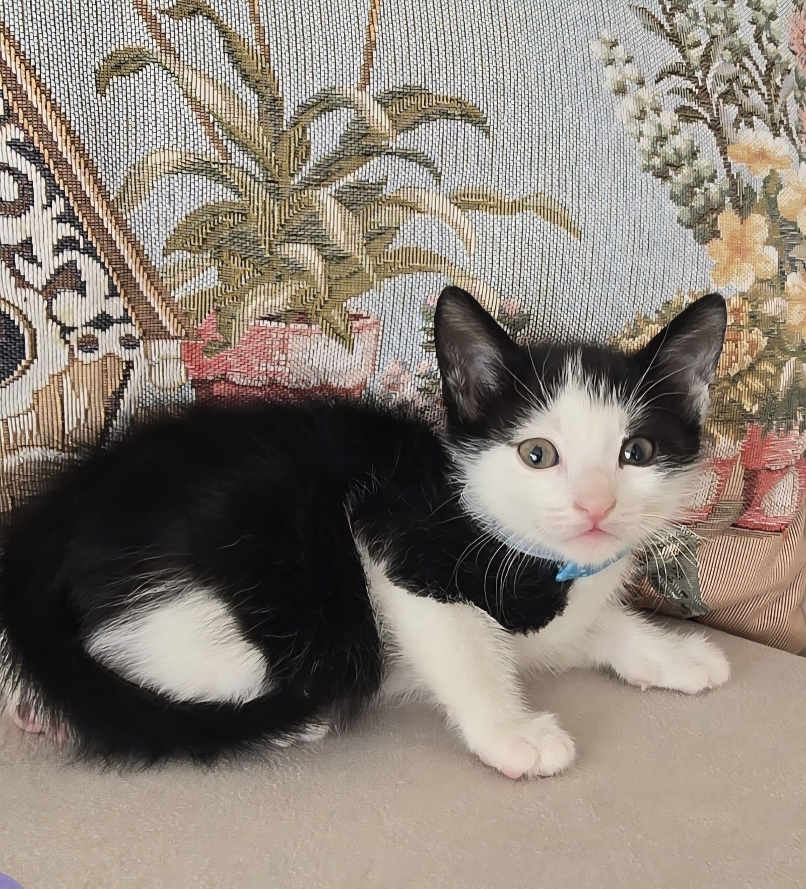 patican - Sahiplenme İlanı